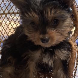 Yorkshire Terriers from Shirley's Yorkies