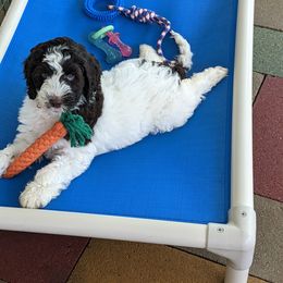 Australian Labradoodle Puppies from LakeRidge Labradoodles