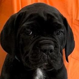 Light Blue Collar Girl - ACK and ICCF - Lawman X Ice litter - Black female Cane Corso puppy in Gorman, Texas from McOmber Country Kennels