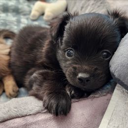 Blazer - Black parti male Pomeranian puppy in Pass Christian, Mississippi from Cristina Cammarota