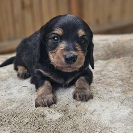 Bluey - Black and cream male Dachshund puppy in Anaconda, Montana from Montana Country Dachshunds