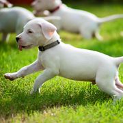 Dogo Argentino and Pembroke Welsh Corgi Puppies from Storm Dogos & Country Corgis