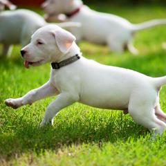 Dogo Argentino and Pembroke Welsh Corgi Puppies from Storm Dogos & Country Corgis