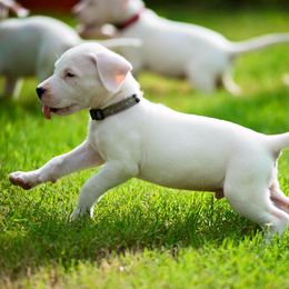Dogo Argentino and Pembroke Welsh Corgi Puppies from Storm Dogos & Country Corgis