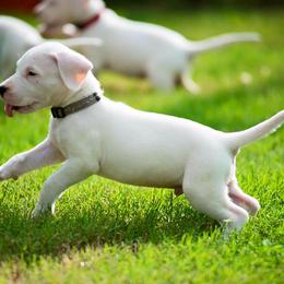 Dogo Argentino and Pembroke Welsh Corgi Puppies from Storm Dogos & Country Corgis