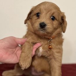 Assorted Doodle Crosses Puppies from Cotton Rose Kennels