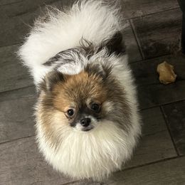 Red - Pomeranian