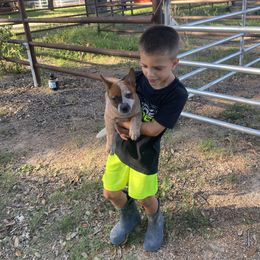 Australian Cattle Dog Puppies from Rockin C Heelers