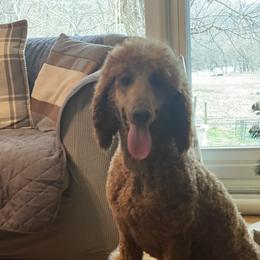 Chilli - Poodle