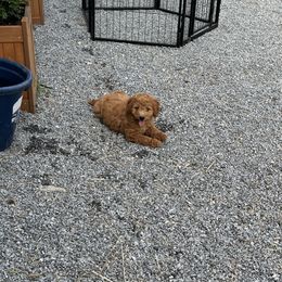 Goldendoodle Puppies from Lynn Fontaine