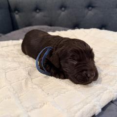 Blue - Liver male Boykin Spaniel puppy in Pearland, Texas from Double Shot Boykins