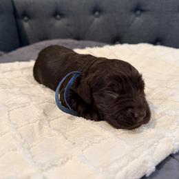 Blue - Liver male Boykin Spaniel puppy in Pearland, Texas from Double Shot Boykins