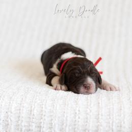 Red Collar Boy - Chocolate male Australian Labradoodle puppy in Thousand Oaks, California from Lovely Doodle Lane