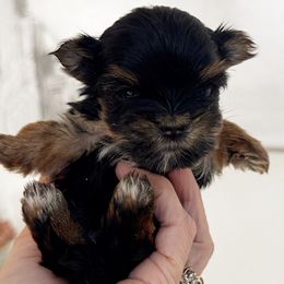 Pixie - Black and tan female Yorkshire Terrier puppy in West Fargo, North Dakota from A Yorkie Tale