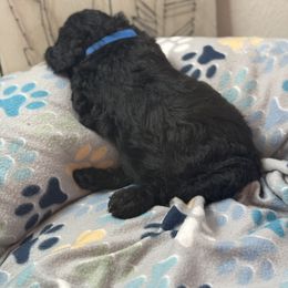 Goldendoodle Puppies from Daisy’s Doodles