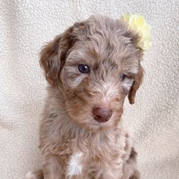 Goldendoodle Puppies from Luneckas Litters