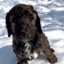 Hero - Brindle male Poodle puppy in Denton, Maryland from Cajun Girl Kennels