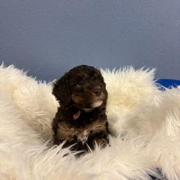Bunny - Brown female Bernedoodle puppy in Waco, Texas from Doodles of Your Dreams (formerly Texana Doodles)