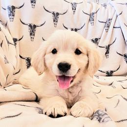 Blue Collar - Light golden male Golden Retriever puppy in Coarsegold, California from Sierra Hills Retrievers