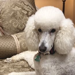 Chanel - Goldendoodle