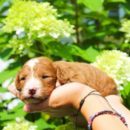 Rose - Red female Cavapoo puppy in Spencerville, Indiana from Cavapoo Corner