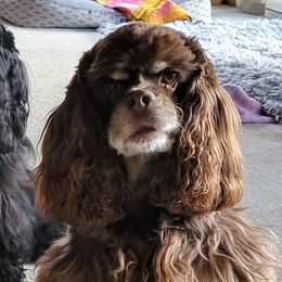 Lacey - Cocker Spaniel