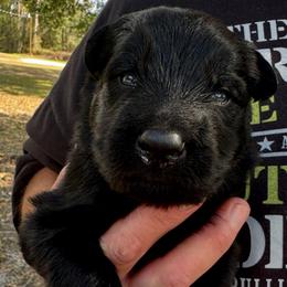 Light green collar boy - Black male German Shepherd puppy in Lake City, Florida from Saylor Shepherds