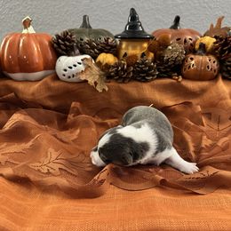 CJ - Blue female Pembroke Welsh Corgi puppy in Dickinson, Texas from Gulf Coast Corgis