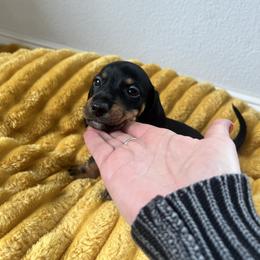 Luigi - Black and tan male Dachshund puppy in Meridian, Id 83646 3658, Idaho from Boise Best Mini Dachshunds