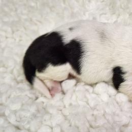 Freddie - Black brown and white male Basset Hound puppy in Mack's Creek, Missouri from Mack's Creek Basset Hounds