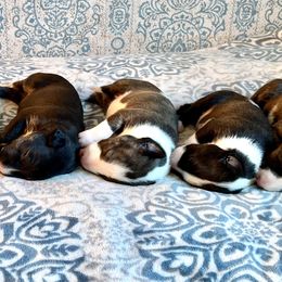 Bull Terrier Puppies from Mark My Words Bull Terriers