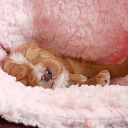 Hela - Red female Cavapoo puppy in Kalamazoo, Michigan from Sleeping Bear Kennels