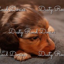 Pieter - Dapple male Dachshund puppy in Blanchard, Oklahoma from Dusty Road Doxies
