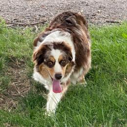 HAZEL - Australian Shepherd