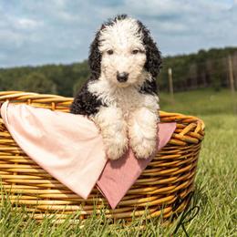 Bo Peep - Black and white female Sheepadoodle puppy in Lumberton, Mississippi from Doris’ Darlin Doxies & Doodles