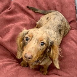 Dachshunds and English Springer Spaniels from McCollough's Pawsome Spaniels and Danny's Delightful Dachshunds