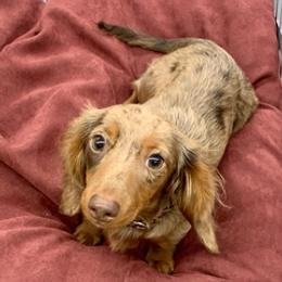 Dachshunds and English Springer Spaniels from McCollough's Pawsome Spaniels and Danny's Delightful Dachshunds