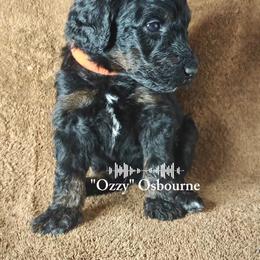 Ozzy - Black male Poodle puppy in Poplarville, Mississippi from Hatch & Homestead LLC