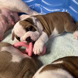 Bulldog Puppies from Sweet Rolls