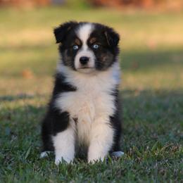 Black Tri Male 1 - Blue Eyes - Black tri-color male Australian Shepherd puppy in Northport, Alabama from Sipsey River Australian Shepherds