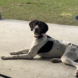 Kimber - German Shorthaired Pointer