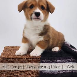 Sweet Potato - Red male Pembroke Welsh Corgi puppy in Pine Village, Indiana from NL Horsemanship