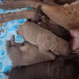 Purple - Brown female Chesapeake Bay Retriever puppy in Michigan from Blackwood Chesapeakes