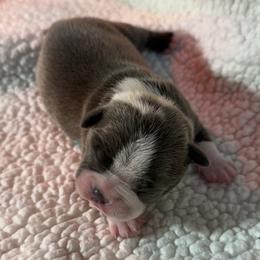 Lady Margaret - Blue female Boston Terrier puppy in Lakewood, California from So Cal Boston’s