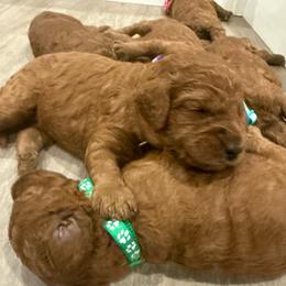 Purple collar - Red  female Poodle puppy in Orange, Connecticut from Shamrock’s Poodles