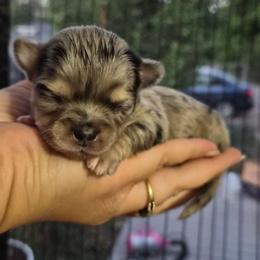 Aegon (AKC) - Merle male Chihuahua puppy in Silver Summit, Utah from Snow Peak Kennel
