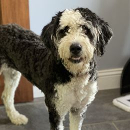 Bernedoodles from Oswegatchie Doodles