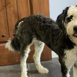 Bernedoodles from Oswegatchie Doodles