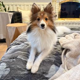 Birdie - Shetland Sheepdog