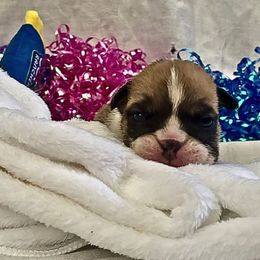 Bandit - Brindle male Bulldog puppy in Tremonton, Utah from Snuggle Pups